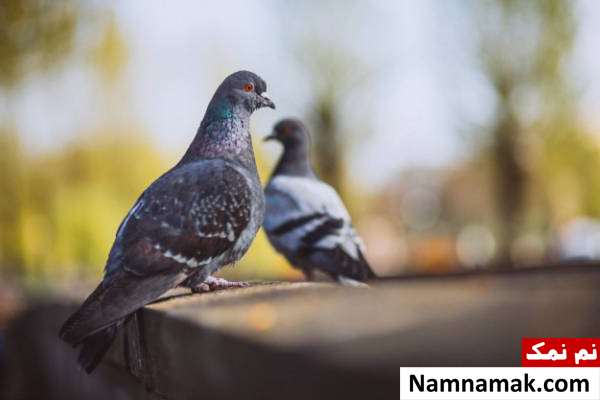داستان جالب حسادت سنجاب به کبوتر
