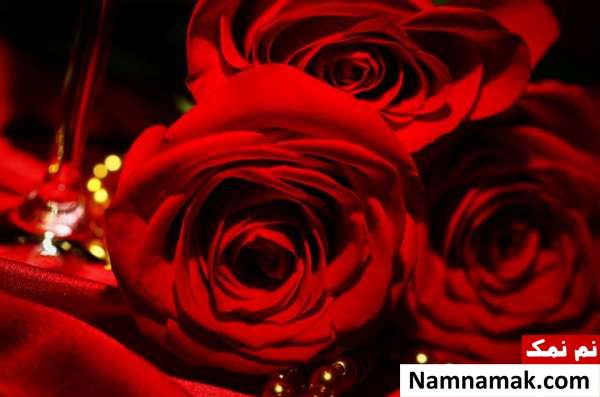 تاریخ روز جهانی گل رز 