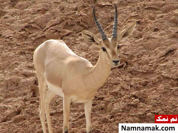 جاهای دیدنی قم