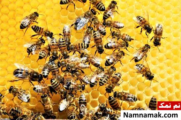 فواید زنبور عسل برای همه ؛ از گیاهان تا انسان ها زمین بدون زنبور عسل چگونه خواهد بود؟