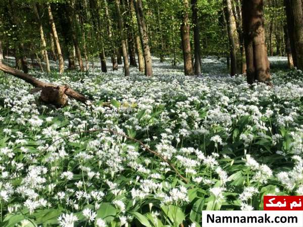 فواید زنبور عسل برای همه ؛ از گیاهان تا انسان ها تاثیر زنبورهای عسل در رشد گیاهان وحشی