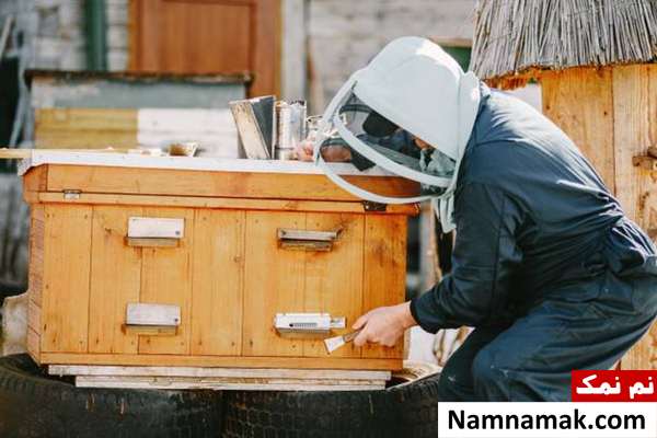 فواید زنبور عسل برای همه ؛ از گیاهان تا انسان ها تاثیر مستقیم زنبورهای عسل در اقتصاد