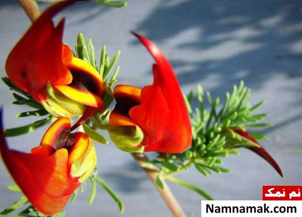 گل های کمیاب جهان 