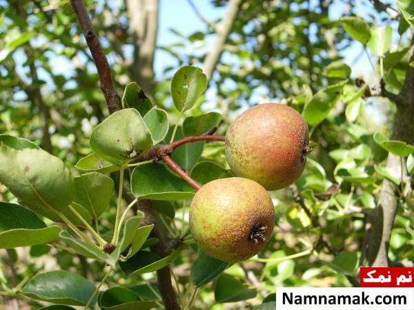 خواص خوج و سنگ خوج و گلابی وحشی