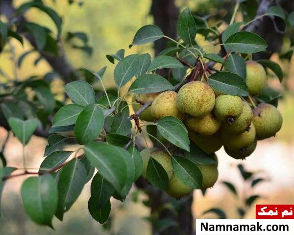 خواص خوج و سنگ خوج و گلابی وحشی
