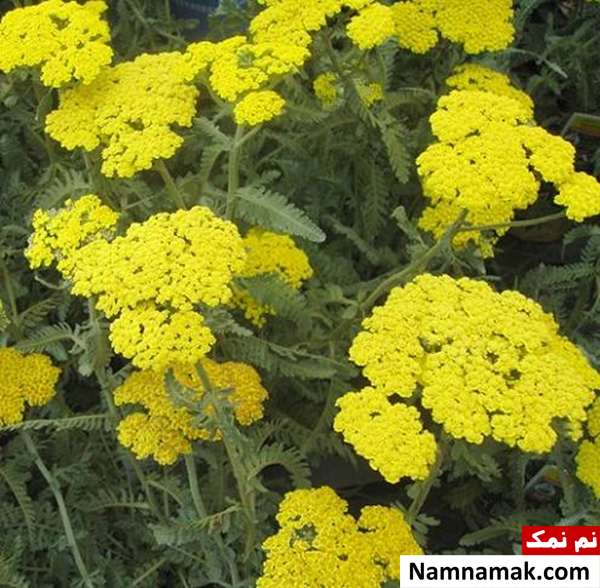 درمان درد عصب دندان با گیاه بومادران