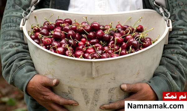 خواص و فواید گیلاس و آلبالو خواص و فواید گیلاس و آلبالو