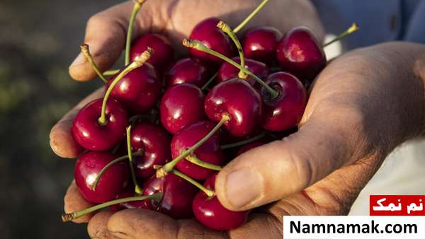 خواص و فواید گیلاس و آلبالو خواص و فواید گیلاس و آلبالو