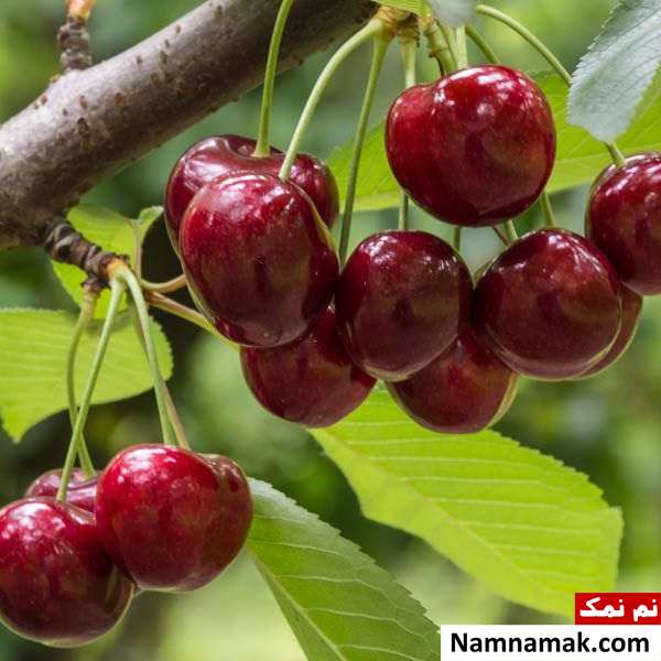 تفاوت شکل ظاهری گیلاس و آلبالو چیست؟ درخت گیلاس