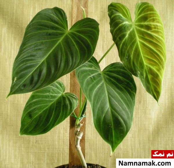 مضرات نگهداری گل در خانه