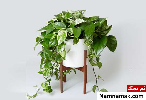 مضرات نگهداری گل در خانه