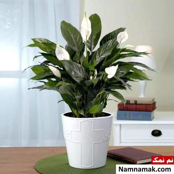 مضرات نگهداری گل در خانه
