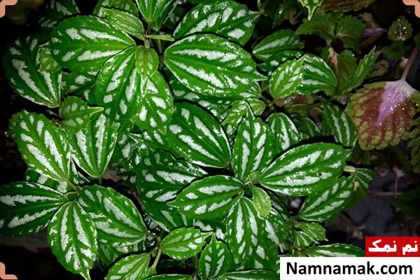 مضرات نگهداری گل در خانه