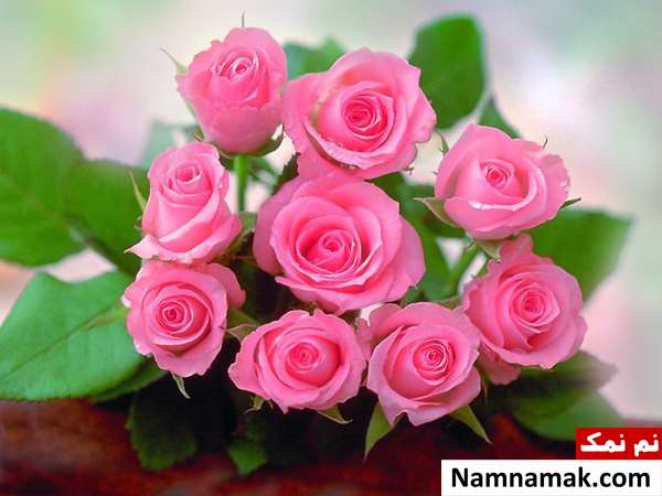خواص گل محمدی برای لاغری و کاهش وزن خواص گل محمدی برای لاغری و کاهش وزن