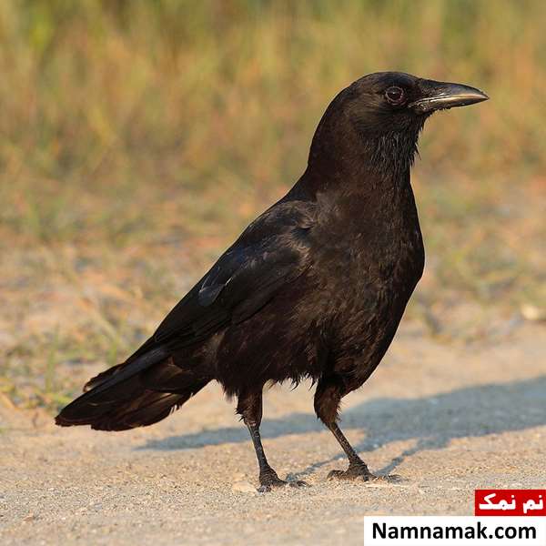 طول عمر کلاغ و لاک پشت چند سال است؟ طول عمر کلاغ چند سال است؟