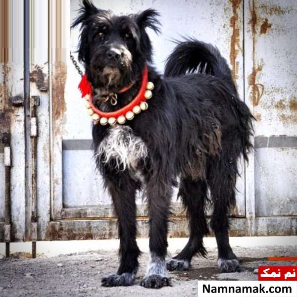 عکس سگ ریشی
