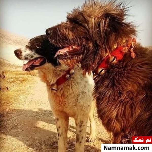 سگ ریشی گله