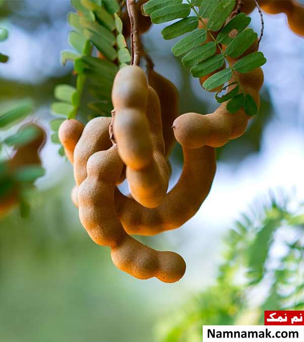 خواص تمبر هندی برای پوست صورت و بدن