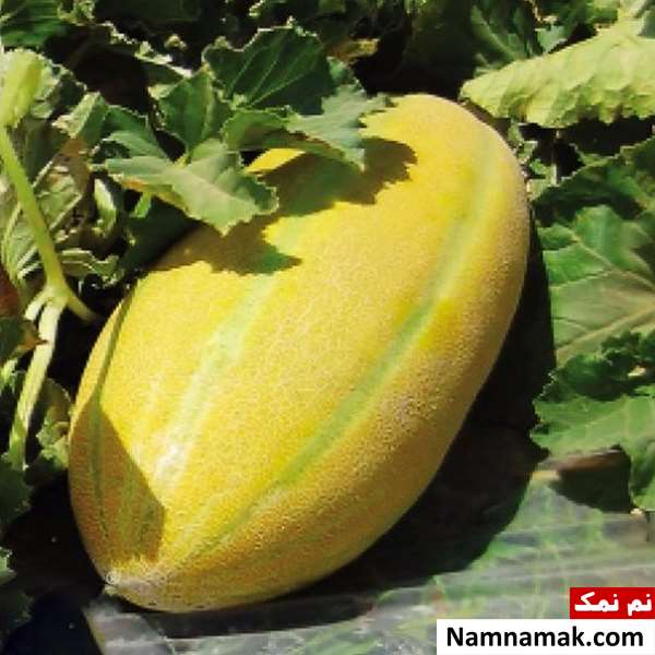 طبع خربزه گرم است یا سرد و مصلح آن چیست؟