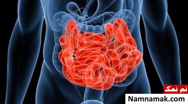 هضم از کدام قسمت لوله گوارش آغاز می شود؟ هضم از کدام قسمت لوله گوارش آغاز می شود؟