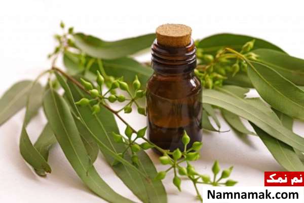 خواص روغن اکالیپتوس برای پوست و مو خواص روغن اکالیپتوس برای پوست و مو