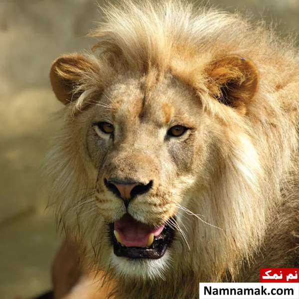 روز جهانی حیوان شیر