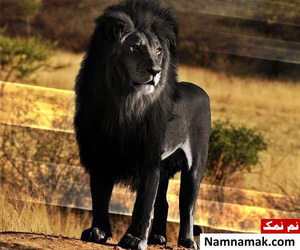 بیوگرافی واتساپ معنی دار بیوگرافی واتساپ معنی دار