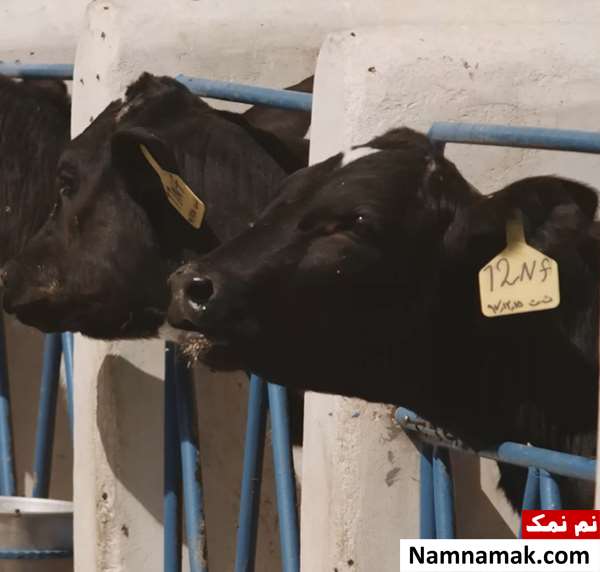 خلاصه داستان و بیوگرافی بازیگران فیلم کوتاه جایی در میان گاوها فیلم کوتاه جایی در میان گاوها