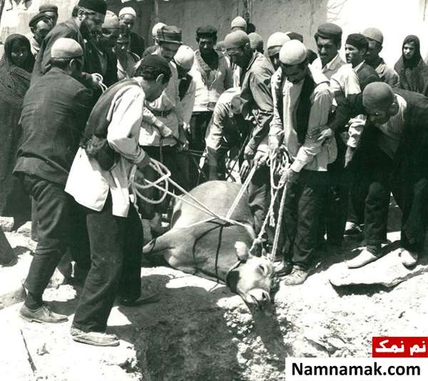 فیلم گاو