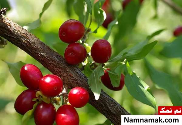 سوغات کلیبر