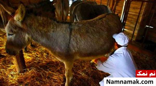 خواص و فواید شیر الاغ و شیر خر در طب سنتی