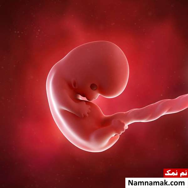 هفته هفتم بارداری و قلب جنین