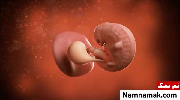 در هفته هفتم بارداری چه بخوریم؟