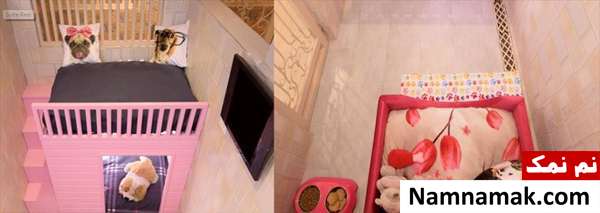 هتلی عجیب با ساکنان غیر معمول در هندوستان+فیلم