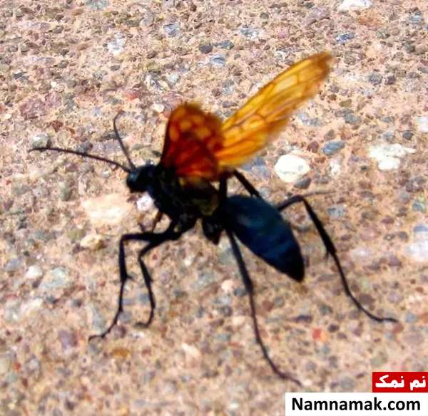 زنبور هاوک رتیلی (Tarantula Hawk Wasp)