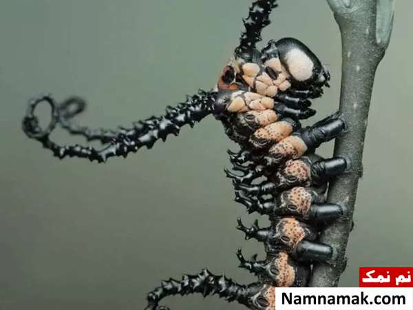 کرم شاپرک برهمن (Brahmin Moth Caterpillar)