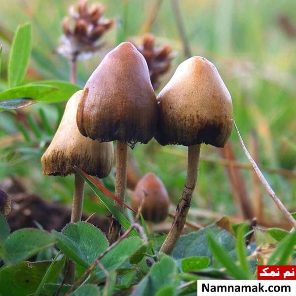 قارچ جادویی یا مجیک ماشروم