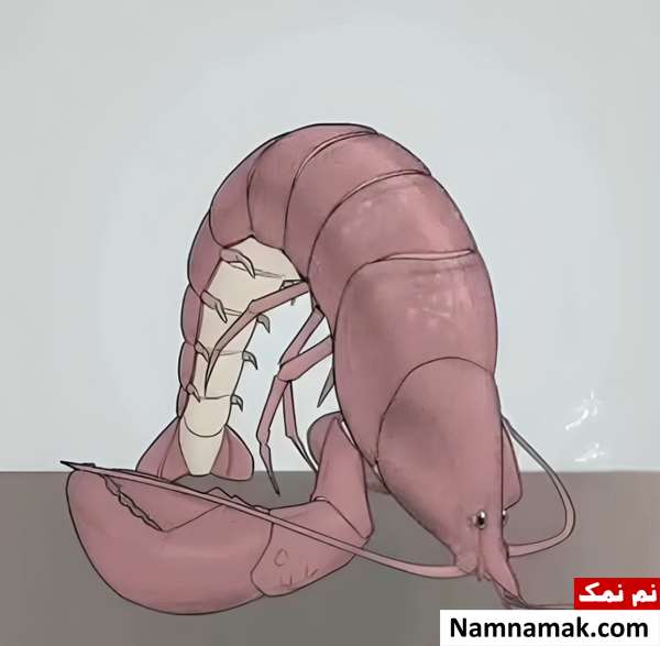  هیپنوتیزم خرچنگ