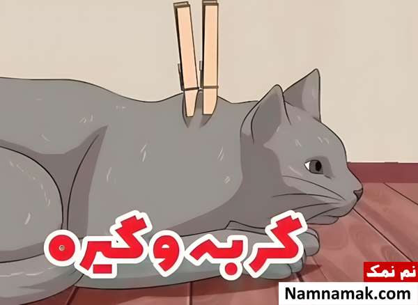  هیپنوتیزم گربه