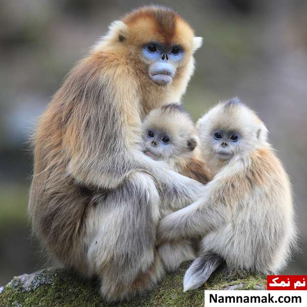فواید احساس مادرانه