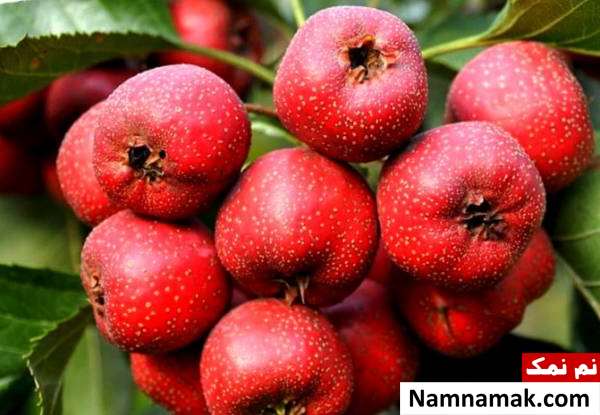 فواید چای زالزالک