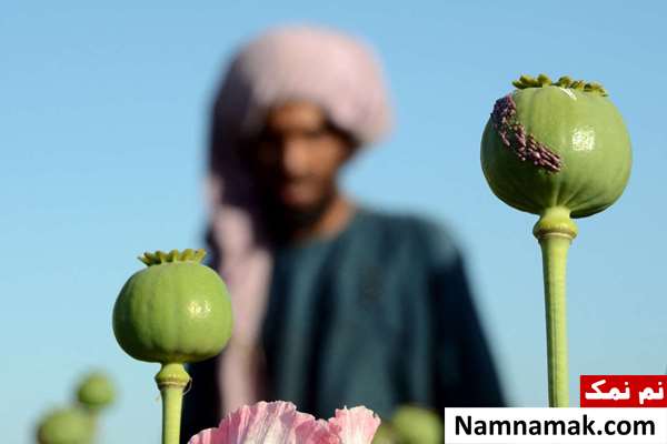 چرا افراد تریاکی و معتاد کچل نمی شوند