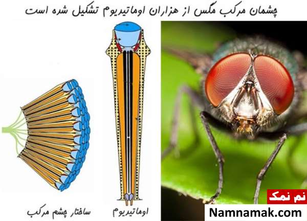دنیا از دید مگس دنیا از دید مگس