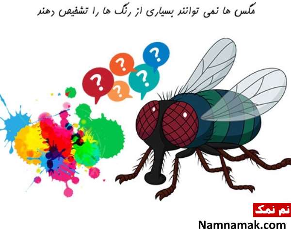 دنیا از دید مگس دنیا از دید مگس