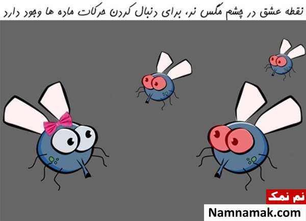 دنیا از دید مگس دنیا از دید مگس