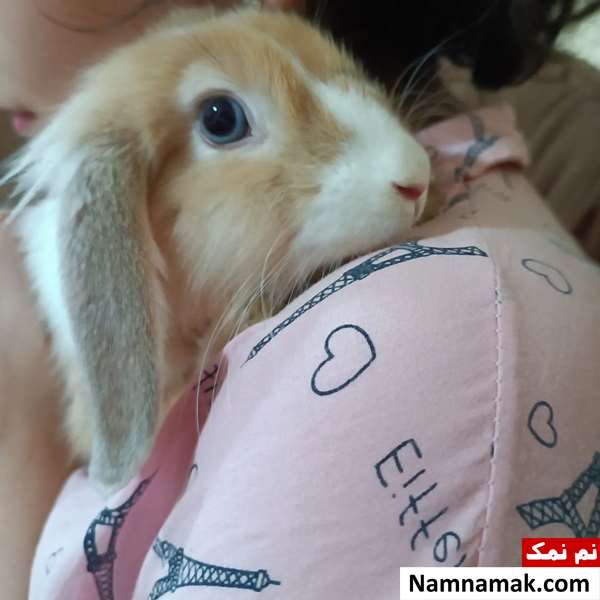 نگهداری خرگوش در خانه برای کودکان