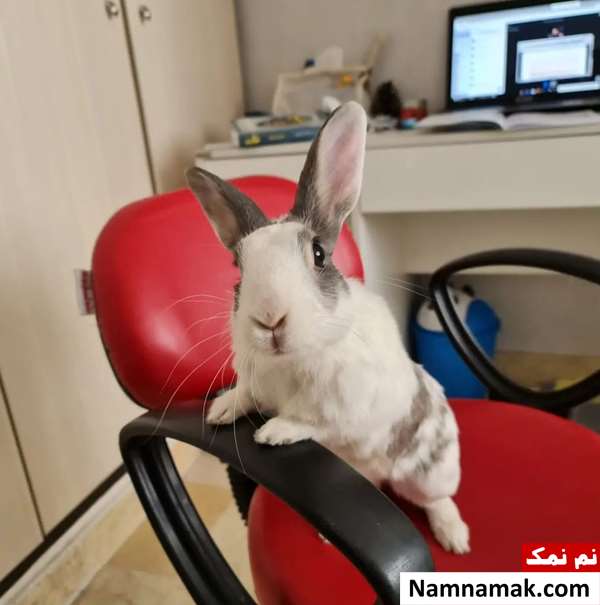 نگهداری خرگوش در خانه برای کودکان
