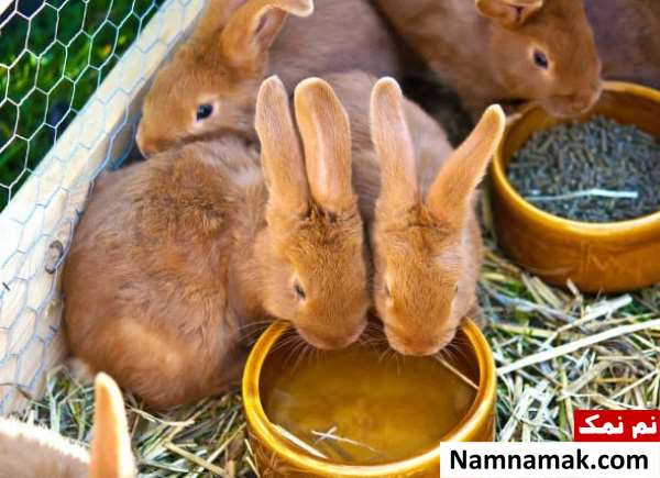 لیست وسایل ضروری برای نگهداری خرگوش در خانه لیست وسایل ضروری برای نگهداری خرگوش در خانه