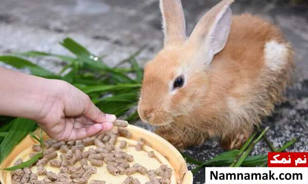 لیست وسایل ضروری برای نگهداری خرگوش در خانه لیست وسایل ضروری برای نگهداری خرگوش در خانه