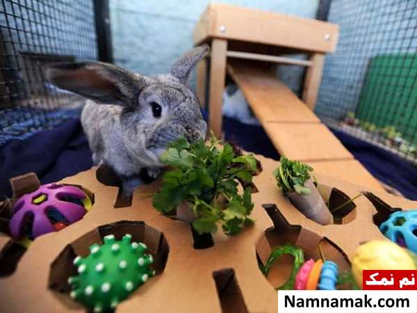 لیست وسایل ضروری برای نگهداری خرگوش در خانه لیست وسایل ضروری برای نگهداری خرگوش در خانه